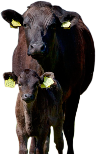 Wagyu en kalf kraan vlees service