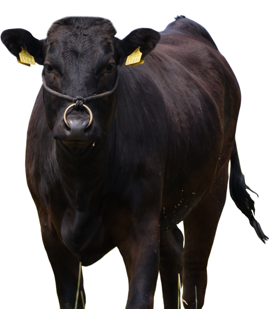 Wagyu koe Kraan vlees service