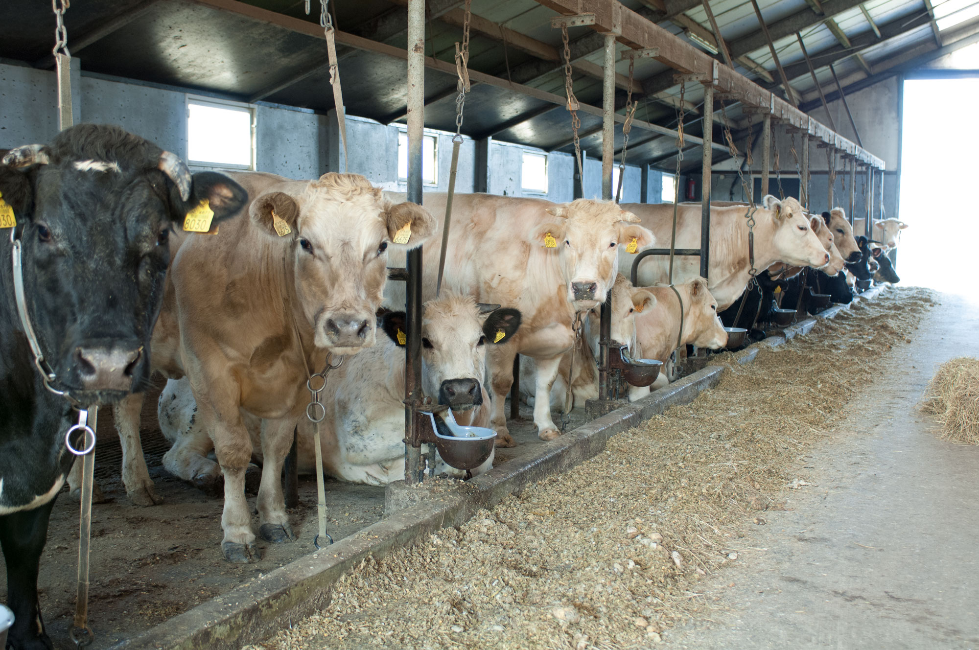 waards rund stal kraan vlees