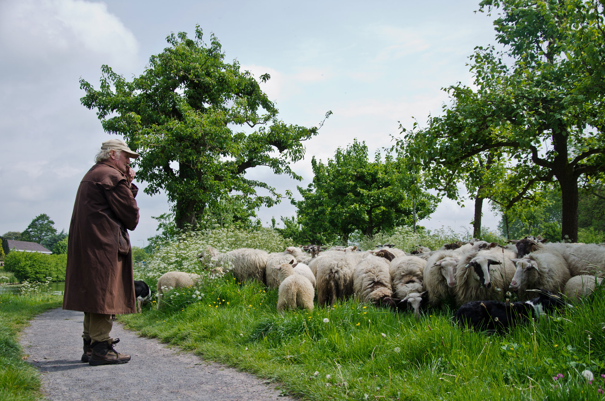 Waards Lam Kraan Vlees herder