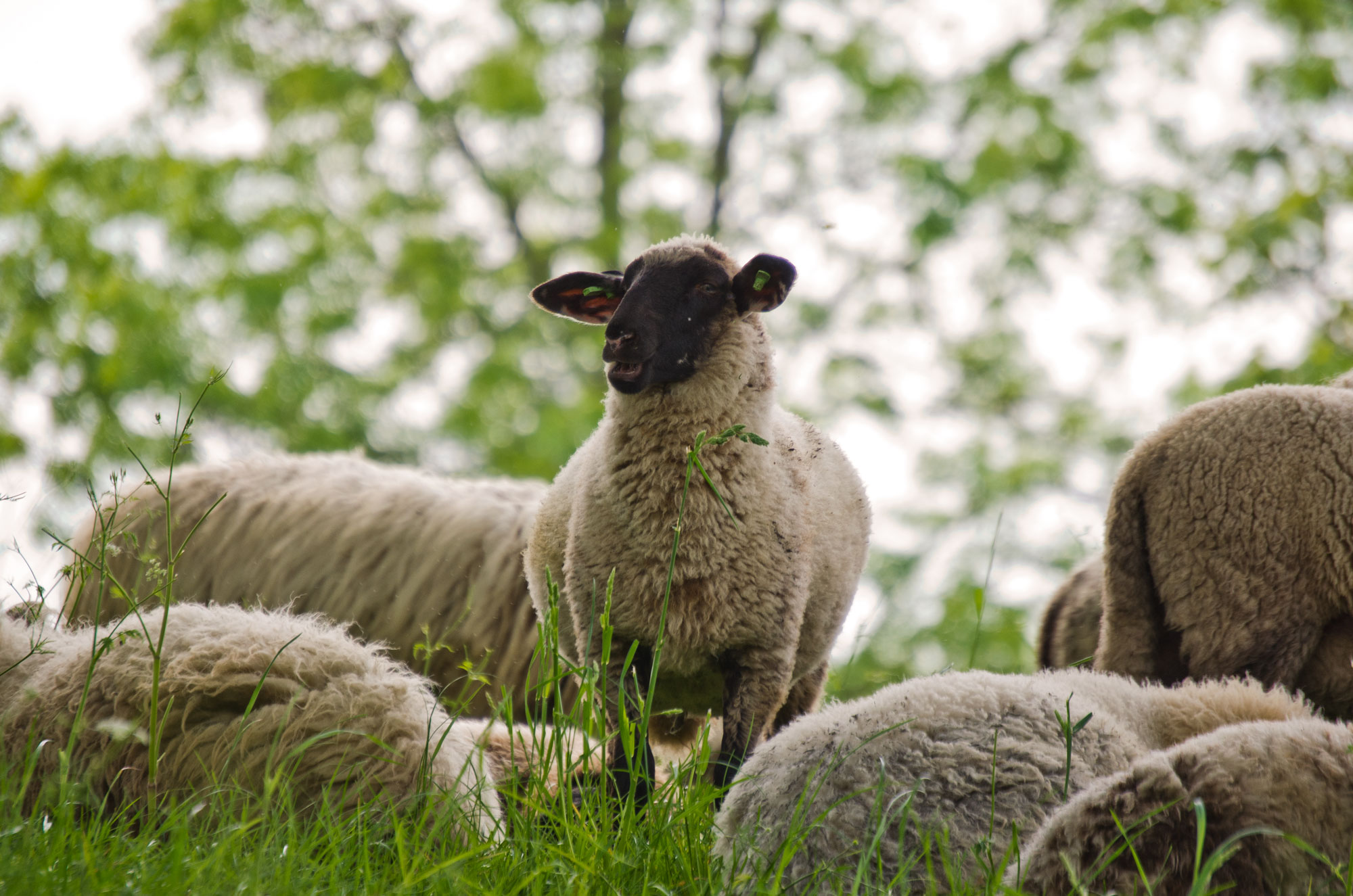 waards lam utrecht kraan vlees service