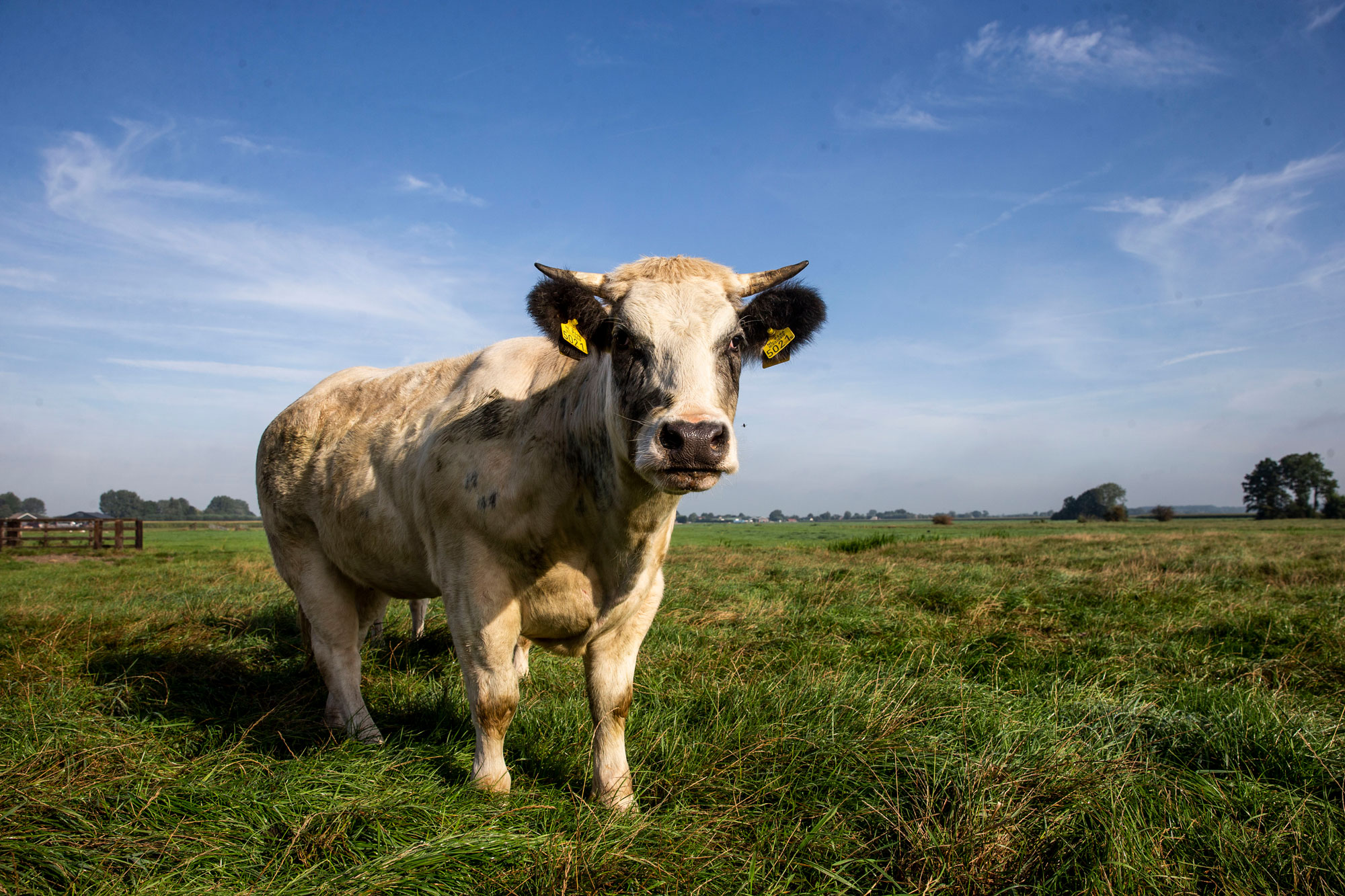 waards rund kraan vlees service utrecht 1